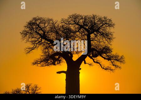 Silhoette of Baobab trees against orange sky at sunset. Adansonia is a genus of medium-to-large deciduous trees known as baobabs. Here photographed leafless in September, and at sunset. En route to Kirindi, Madagascar. A genomic and ecological analysis further suggests that the genus itself originated from Madagascar. Stock Photo