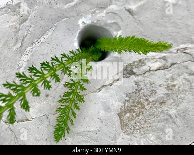 A unique close-up photograph of three green wild herb stalks emerging from a small hole in a light gray stone Stock Photo