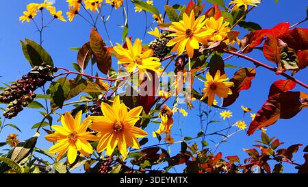 Vibrant close-up of beautiful yellow topinambur flowers captured in bright autumn light, surrounded by red leaves and set against a deep blue sky Stock Photo
