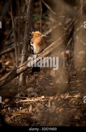 Madagascar hoopoe (Upupa marginata), species of hoopoe in the family  Upupidae. Endemic bird sitting on tree trunk. Isalo National Park,  Madagascar wil Stock Photo - Alamy
