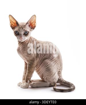 Kitten Devon rex on white background Stock Photo