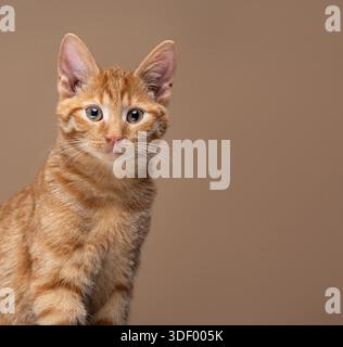 portrait of a cute ginger kitten on brown background looking at camera Stock Photo
