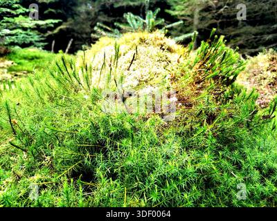 Lush forest moss glowing in vivid green tones, capturing the quiet life and rich textures of the woodland floor in a peaceful natural setting Stock Photo