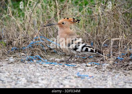 Bird on the ground surrounded by plastic string, common hoopoe, Eurasian hoopoe, Upupa epops, Ebro delta, Catalonia, Spain Stock Photo