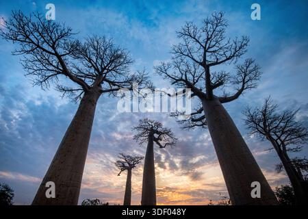 The Avenue of the Baobabs, or Allée des Baobabs, is one of Madagascar's ...