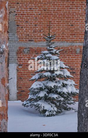 Pine tree covered with snow against background brick wall Stock Photo