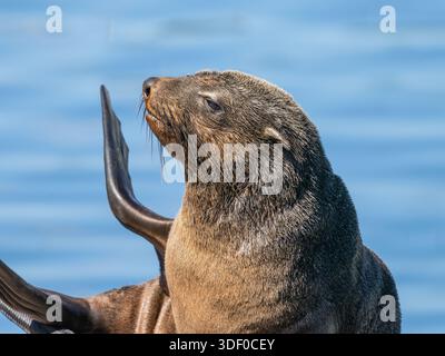 A close up image of the head and shoulders of Arctocephalus pusillus, the Cape fur seal or Afro-Australian fur seal. Stock Photo