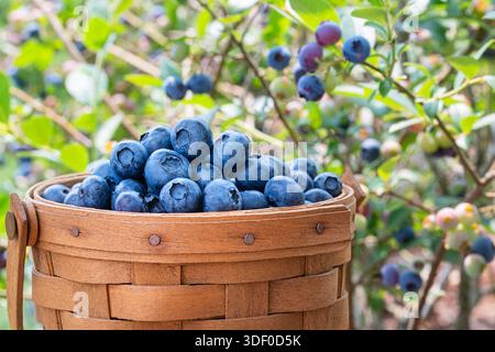 A Basket of Freshly Picked Blueberries in Front of the Blueberry Bushes Stock Photo