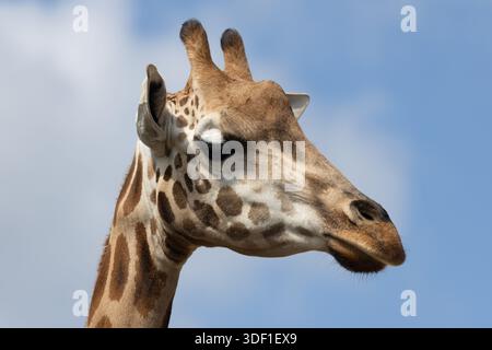 Close up of the head of a giraffe against a blue sky with white clouds Stock Photo