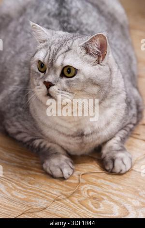 A British Shorthair cat relaxing at home in a cozy interior. Cute domestic pet resting on a sofa in natural light, comfortable living room atmosphere Stock Photo