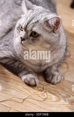 A British Shorthair cat relaxing at home in a cozy interior. Cute domestic pet resting on a sofa in natural light, comfortable living room atmosphere Stock Photo
