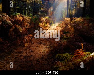 Beautiful light in the forest with fall colors gives a mystical mood to the landscape Stock Photo