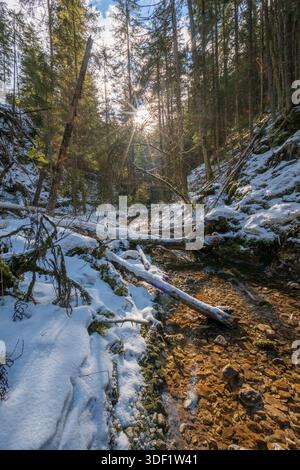 View of sunlight piercing through tall, dense trees over a snowy, mossy trail with fallen logs and rocky terrain, Slovensky Raj, Kosice Region, Slovak Stock Photo