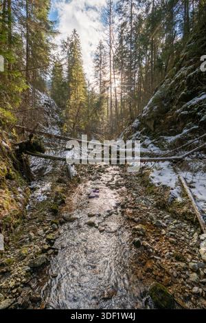 View of sunlight piercing through the dense, snow-dusted forest canopy, illuminating the rocky creek bed and fallen logs in Maly Sokol, Slovensky Raj, Stock Photo