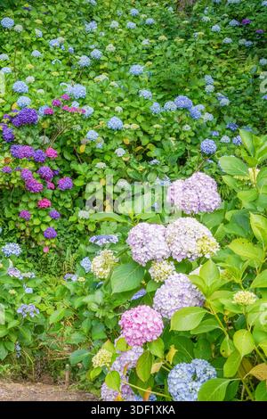 Vibrant Hydrangea Garden with Lush Greenery Stock Photo