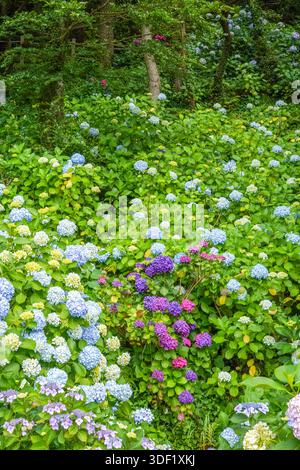 Vibrant Hydrangea Garden with Lush Greenery Stock Photo