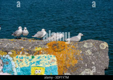A group of seagulls perched on a colorful, graffiti-covered stone wall by the water. The ocean is visible in the background, creating a serene coastal Stock Photo