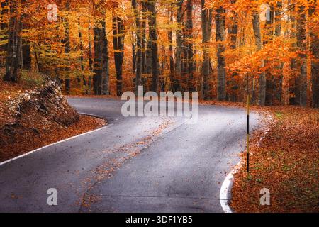 View of an empty winding road curves through a forest ablaze with vibrant orange and red autumn leaves, a tranquil scene of seasonal beauty, Subiaco, Stock Photo
