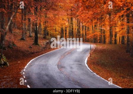 View of an empty asphalt road winds through a forest ablaze with autumn colors, the ground covered in fallen leaves, a vibrant, serene scene, Subiaco, Stock Photo