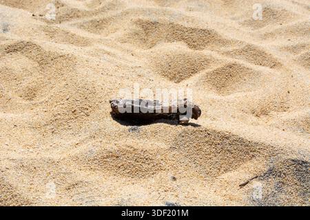 A piece of driftwood resting on a sandy beach, surrounded by fine grains of sand. The texture of the sand is visible, with gentle undulations creating Stock Photo