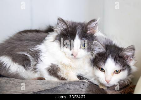 Two grey and white cats curled together on soft surface, fluffy coats intertwined, peaceful expressions and gentle Stock Photo