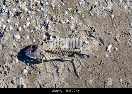 A fish skeleton lying on sandy beach, surrounded by small seashells and pebbles. The sunlight casts shadows, highlighting the intricate details of the Stock Photo