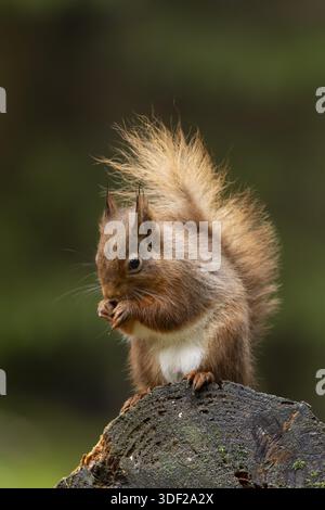 Red squirrel (Sciurus vulgaris) adult animal eating a nut on a tree stump in a woodland, England, United Kingdom Stock Photo