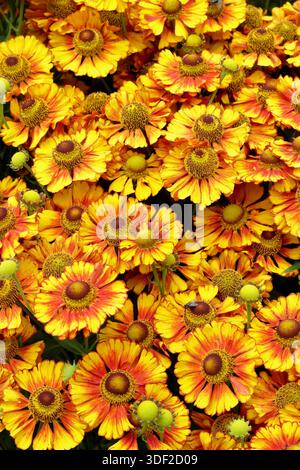 Helenium autumnale 'Can Can' sneezeweed with large orange and yellow tinted flowers in summer and autumn. Attractive to pollinators Stock Photo