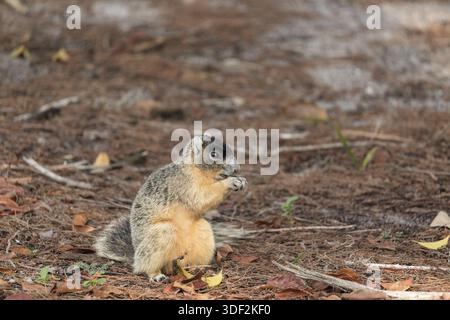 Brown fox squirrel Sciurus niger eats nuts on the ground under a tree in Naples, Florida Stock Photo