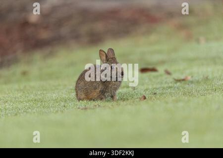 Baby Florida Marsh Rabbit Sylvilagus palustris on a patch of green grass in Sarasota, Florida Stock Photo