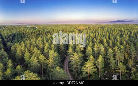 The early fall in the evergreen forest is not that noticible Stock Photo