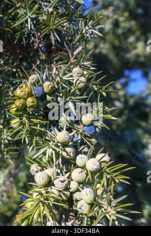 Juniper berries on a common juniper bush Stock Photo