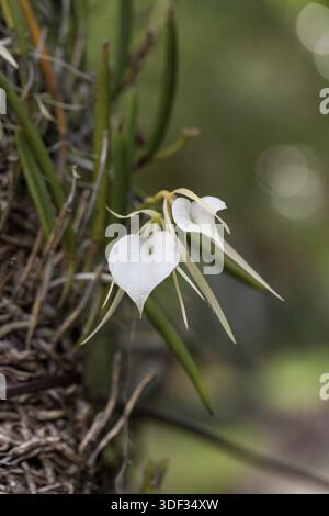 White Lady-of-the-Night Orchid Brassavola nodosa blooms and grows