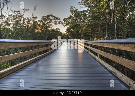 Sun shines through mangrove trees that line a Boardwalk leading down to the beach of Clam Pass on a sunny day in Naples, Florida Stock Photo