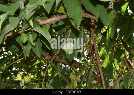 Annona squamosa or sugar apple or sweetsop fruit on a tree in Carriacou, Grenada. Stock Photo