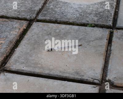 Ballpoint pen on outdoor concrete paving, representing a forgotten writing tool in an urban setting. Stock Photo