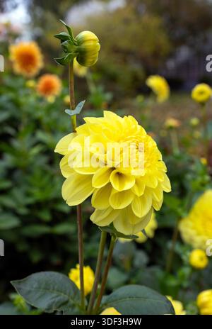 A side view close up of a vibrant yellow pompon dahlia with a green bud on a long stem in a botanical garden. Stock Photo