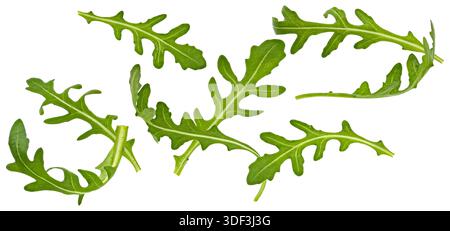Rucola leaves, falling arugula salad isolated on white background with clipping path Stock Photo