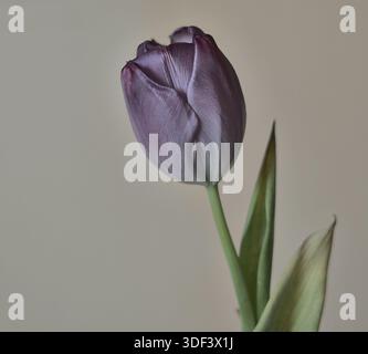 Purple Tulip Blossom Close-up – Graceful Bud on Neutral Background Stock Photo