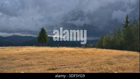 Lone Evergreen Tree in Dry Grass Field Under Threatening Storm Clouds Stock Photo