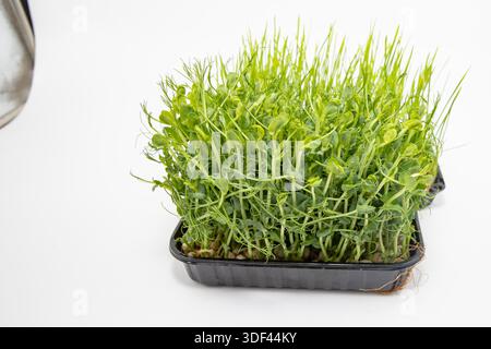 Pea microgreens growing in plastic tray isolated on white background Stock Photo