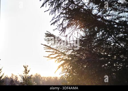 Silhouette of pine tree branches in winter forest at sunset Stock Photo