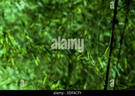 Focused bamboo sprigs with emerging leaves amid a blurred verdant backdrop, evoking serenity and growth. Stock Photo