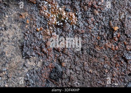 Close-up view of moist dark soil showing grainy texture, organic matter, and natural dampness in a detailed ground surface. Stock Photo