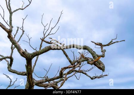 Close-up of dry branches on a tree. Cloudy sky Stock Photo