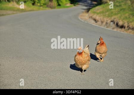 Two brown New Zealand Chickens crossing a wide sealed road. Stock Photo