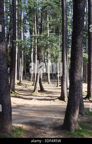 Woodland scene with tall pine and cedar trees casting shadows on mossy, sandy forest floor under blue sky. Stock Photo
