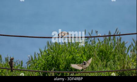 Three sparrows on a rope fence, one landing with spread wings, against a green and blue background. Stock Photo