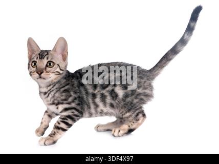bengal cat in front of white background Stock Photo