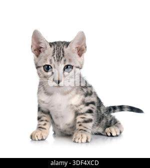 bengal cat in front of white background Stock Photo